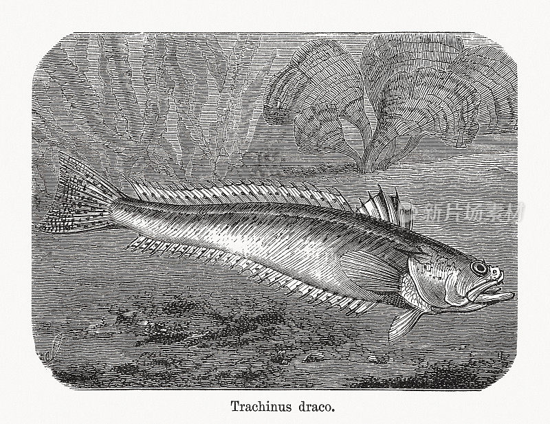 大鲈鱼(Trachinus draco)木刻，1893年出版